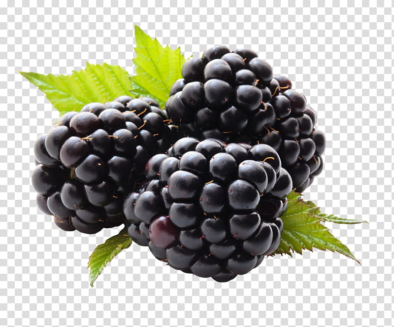 blackberries clipart black and white