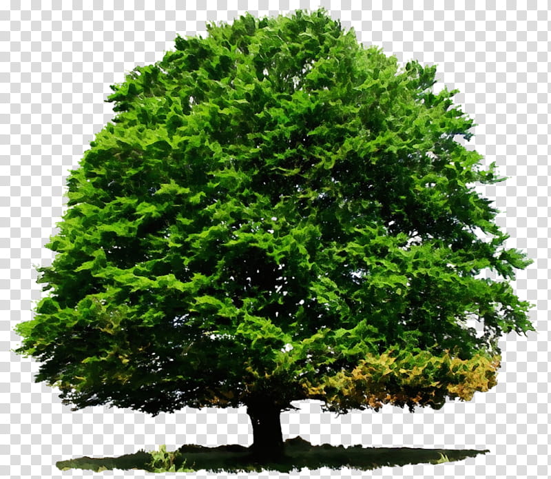 Oak Tree Leaf, Deciduous, Evergreen, Conifers, Shrub, Judastree, Plants, Branch transparent background PNG clipart