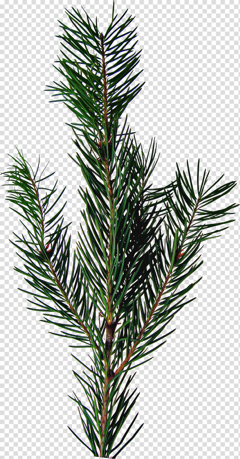 Rosemary, Shortleaf Black Spruce, Columbian Spruce, Balsam Fir, Sugar Pine, Jack Pine, White Pine, Yellow Fir transparent background PNG clipart