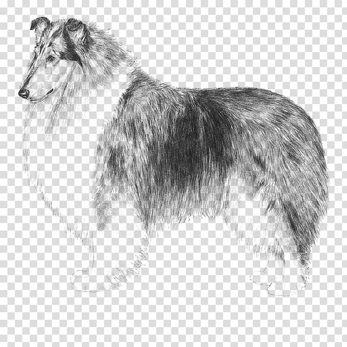 dog scotch collie shetland sheepdog rough collie collie transparent background PNG clipart