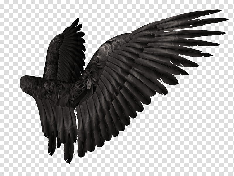 Feathered Wings  , black wings illustration transparent background PNG clipart