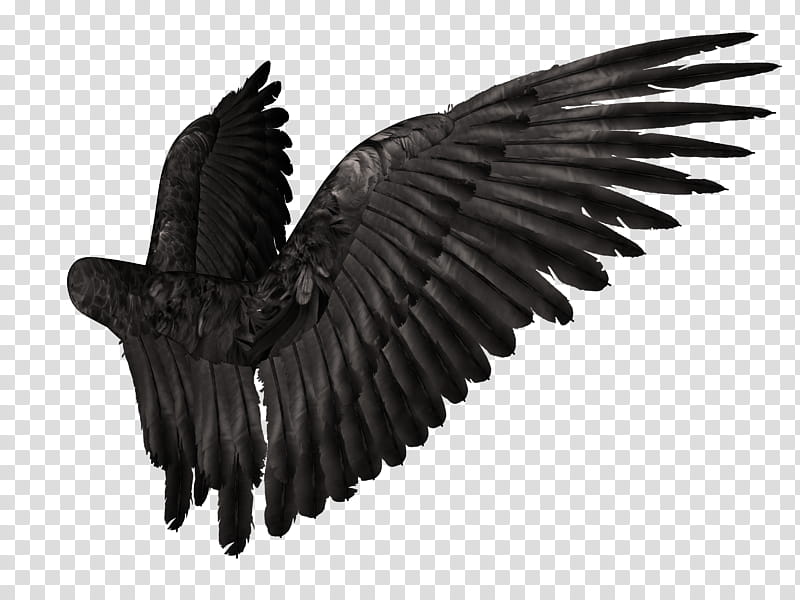 Black angel wings , black wings costume transparent background PNG clipart