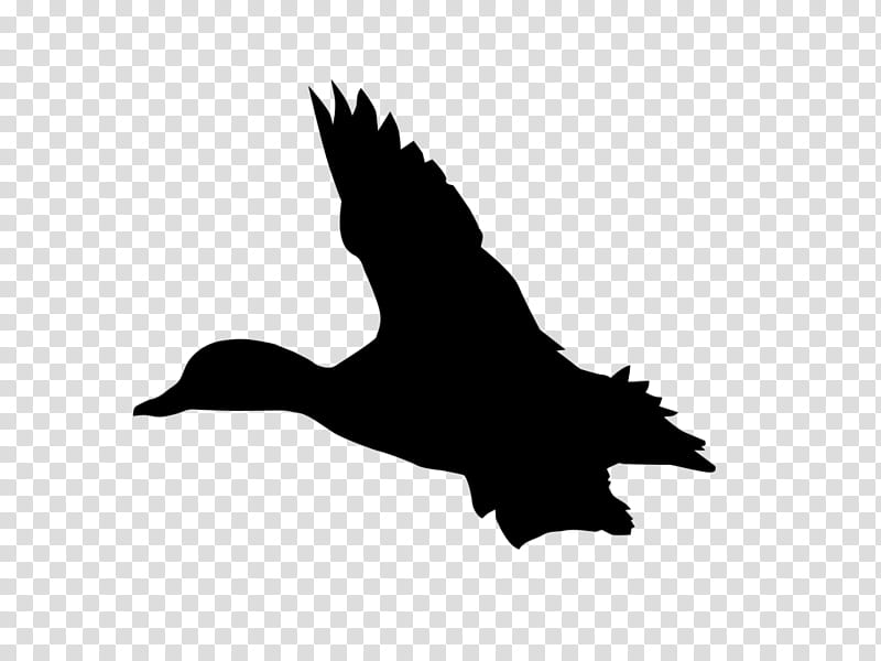 Bird Logo, Duck, Goose, Black White M, Silhouette, Beak, Wing, Water Bird transparent background PNG clipart