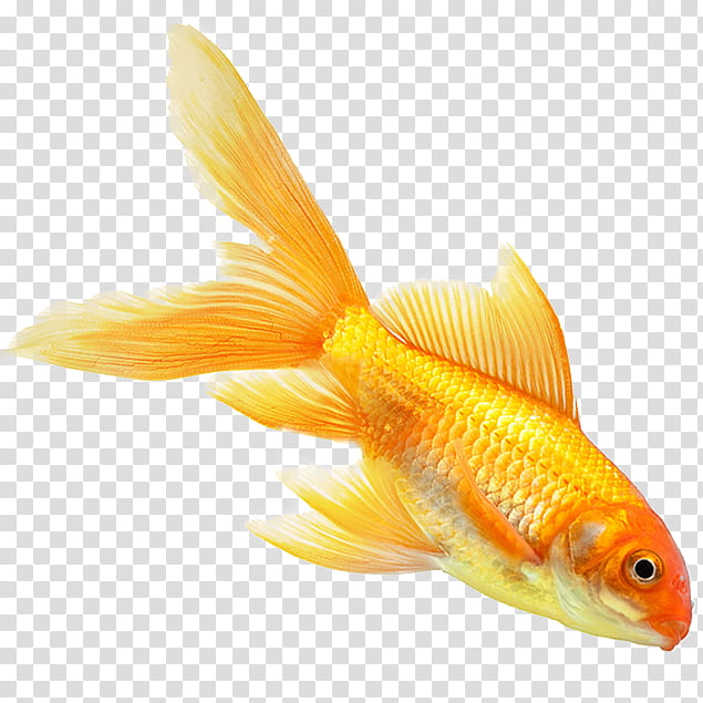 Ink Brush, Goldfish, Freshwater Aquarium, Feeder Fish, Comparazione Di File Grafici, Tag, Fin, Tail transparent background PNG clipart