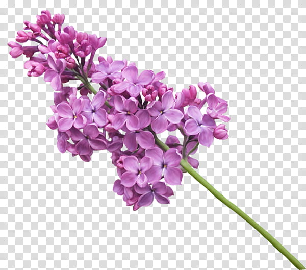 Flowers, Lilac, Blog, Painting, Cut Flowers, Album, Violet, Purple transparent background PNG clipart