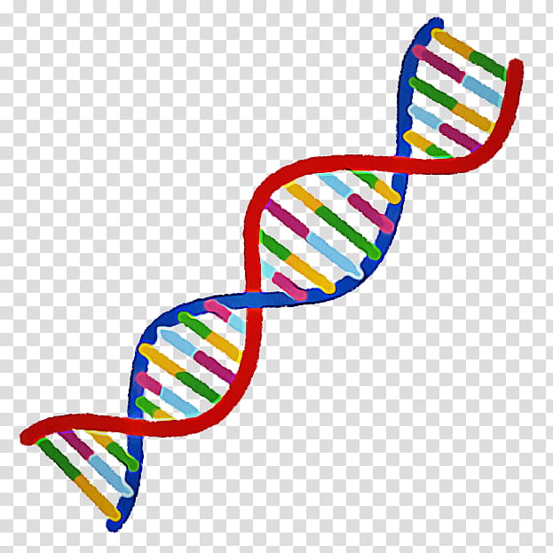 Double Helix, Genome, Dna, Gene, Chromosome, Ends, Nucleic Acid Double ...