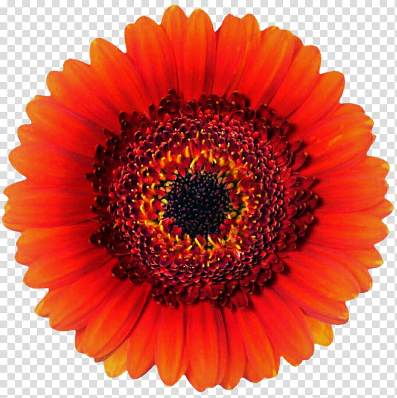 Orange Ring Gerbera Daisy transparent background PNG clipart
