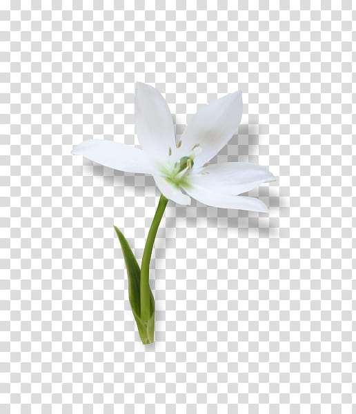 White Lily Flower, Flower Bouquet, Amaryllis, Petal, Plant Stem, Color, Dnevnikru, Composition transparent background PNG clipart