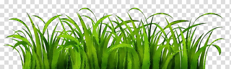 Green Leaf Logo, Lawn, Grasses, Ornamental Grass, Plant, Vegetation, Grass Family, Wheatgrass transparent background PNG clipart