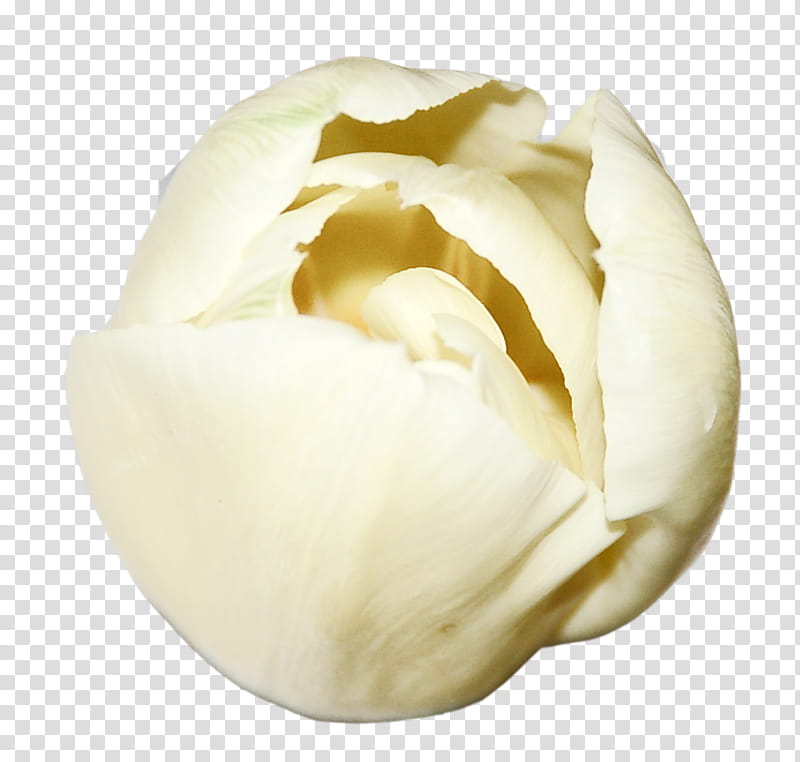 Spring Blooming, white rose transparent background PNG clipart