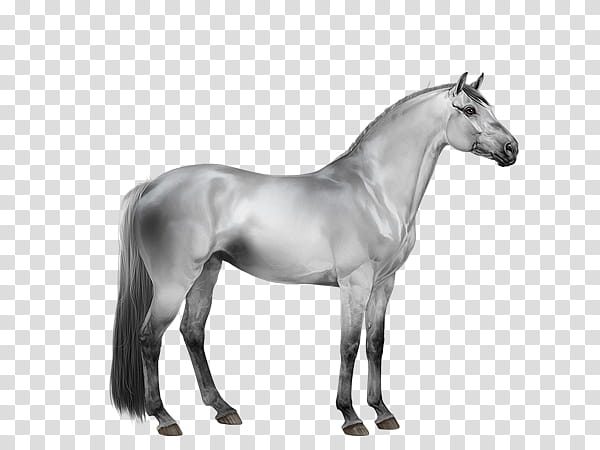 Horse, Mare, Stallion, Mustang, Mane, Trakehner, Foal, Pony transparent background PNG clipart