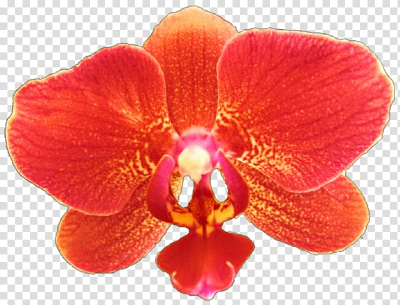 Flowers, Orchids, Moth Orchids, Coral Reef, Petal, Orange, Plant, Dendrobium transparent background PNG clipart
