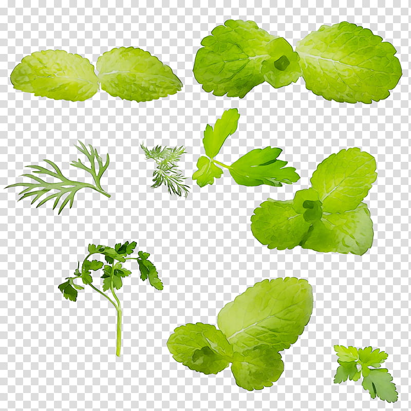 Plants, Leaf, Greens, Herb, Herbalism, Plant Stem, Annual Plant, Centella Asiatica transparent background PNG clipart
