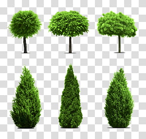 Evergreen Branches PNG Transparent Images Free Download