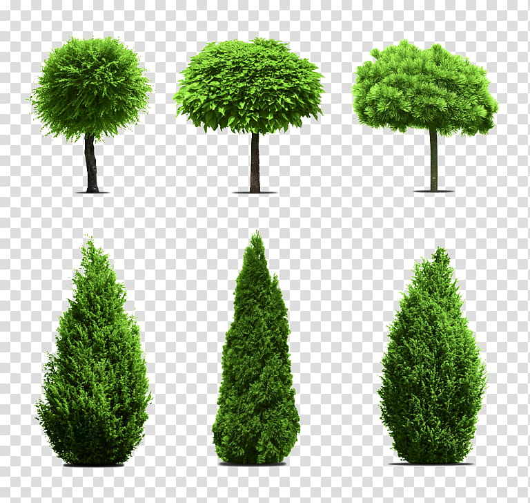 Green Grass, Mediterranean Cypress, Tree, Shrub, Leyland Cypress, Evergreen, Lemon Cypress, Pine transparent background PNG clipart