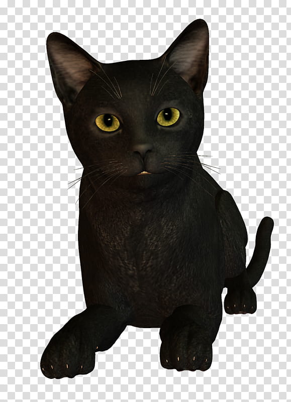 Witch, Korat, Bombay Cat, Burmese Cat, Kitten, Black Cat, British Shorthair, American Shorthair transparent background PNG clipart