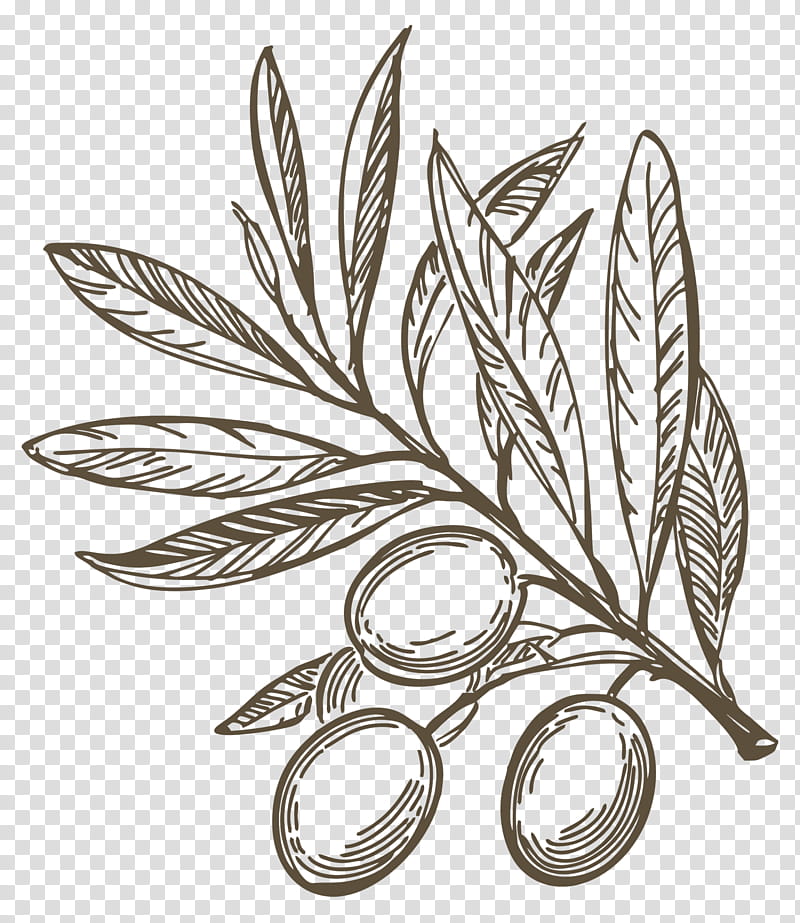 Olive Tree Drawing, Olive Branch, Olive Oil, Mediterranean Cuisine, Painting, Watercolor Painting, Leaf, Plant transparent background PNG clipart