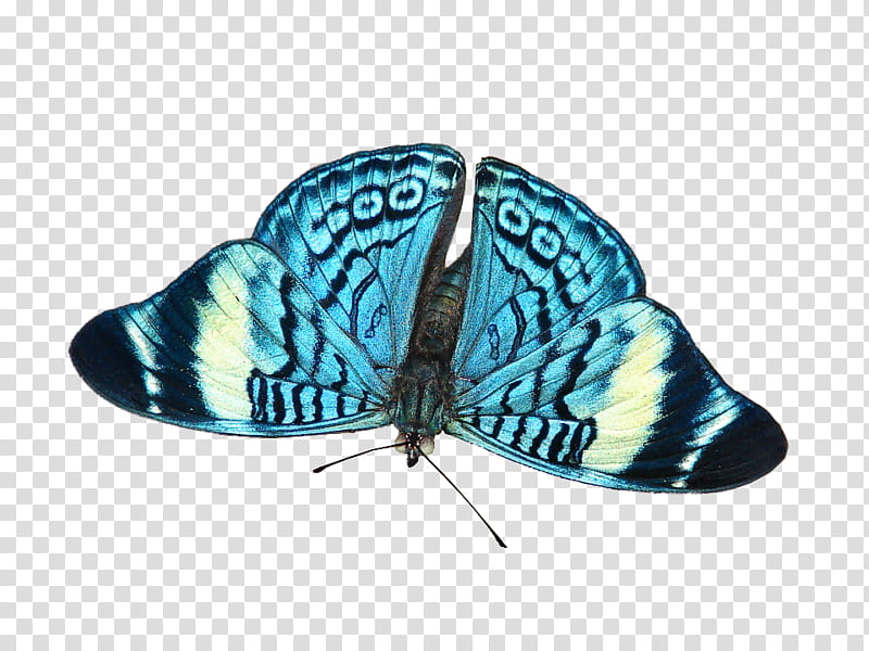 Butterfly, Moth, M Butterfly, Microsoft Azure, Turquoise, Insect, Moths And Butterflies, Blue transparent background PNG clipart