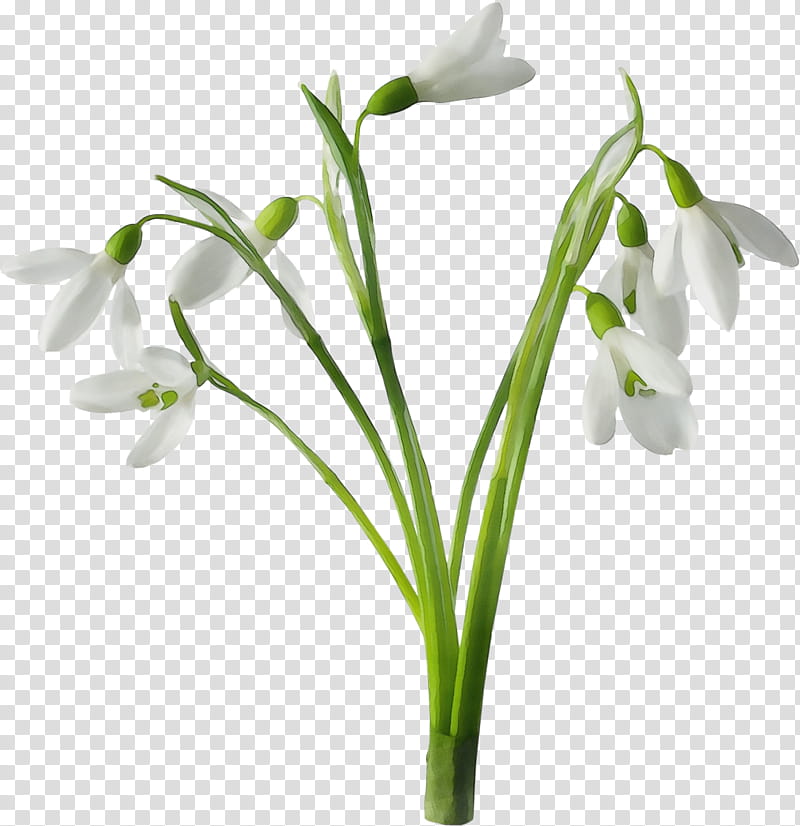 flower flowering plant galanthus snowdrop plant, Watercolor, Paint, Wet Ink, Summer Snowflake, Pedicel, Cut Flowers, Plant Stem transparent background PNG clipart