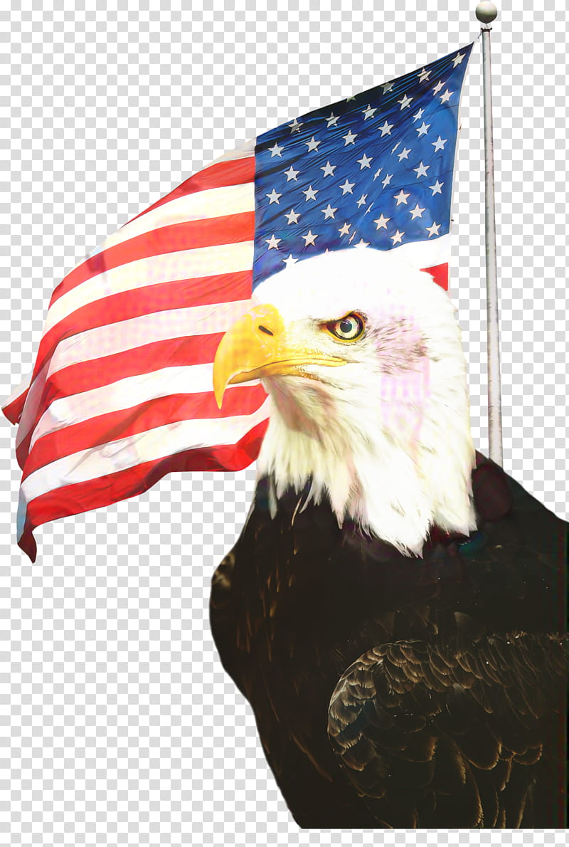Veterans Day United States, Fourth Of July, 4th Of July, Independence Day, American Flag, Eagle, Bald Eagle, Investment transparent background PNG clipart