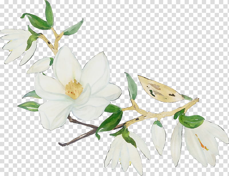 flower white plant petal branch, Watercolor, Paint, Wet Ink, Mock Orange, Lily, Magnolia transparent background PNG clipart