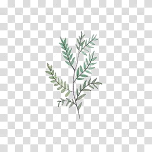 Leaves, green fern leaf transparent background PNG clipart | HiClipart