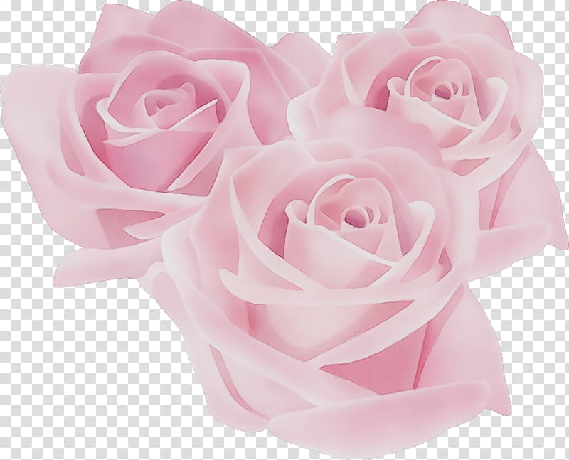 Garden roses, Three Flowers, Three Roses, Valentines Day, Watercolor, Paint, Wet Ink, Pink transparent background PNG clipart