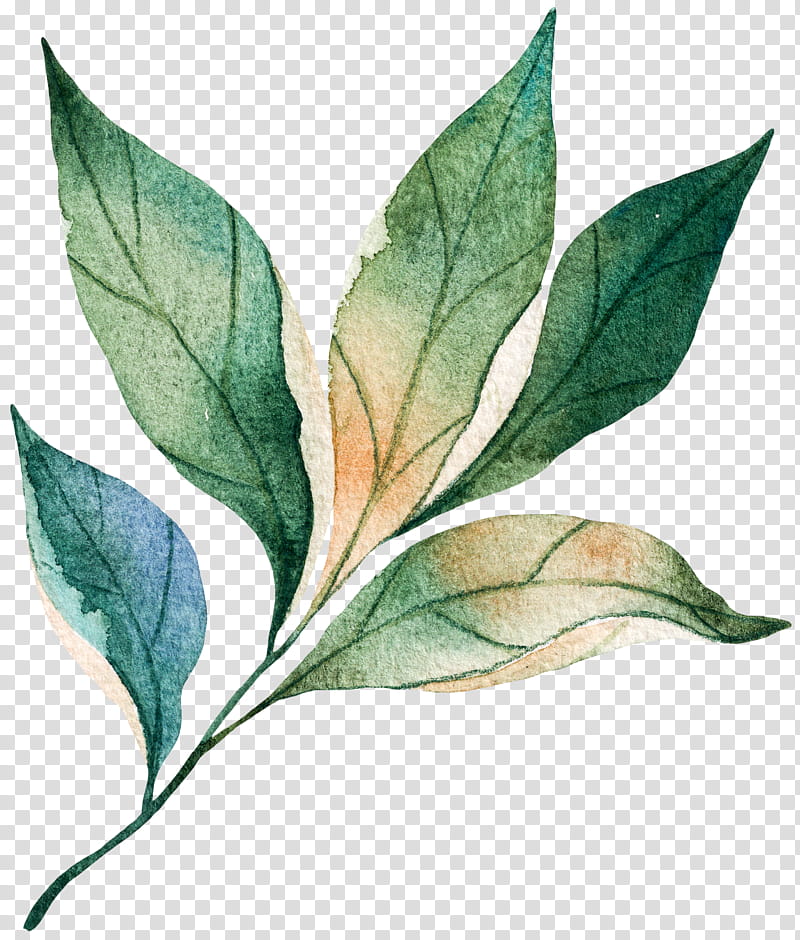 Family Tree Drawing, Watercolor Painting, Cartoon, Leaf, Plants, Flower, Bay Leaf, Coca transparent background PNG clipart