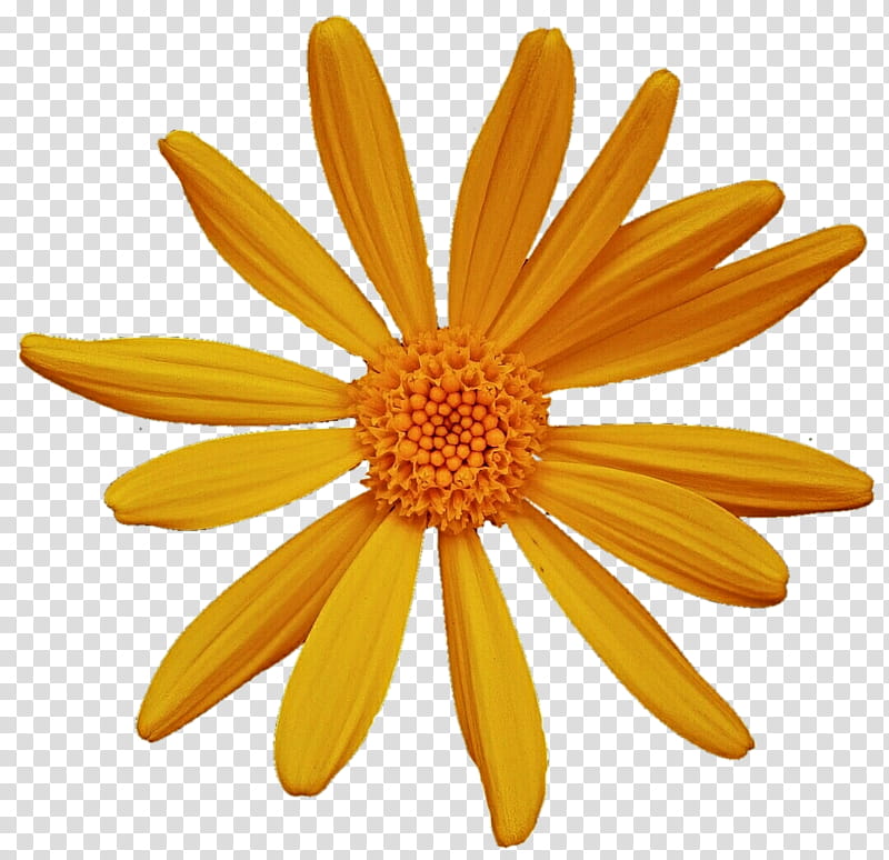 Yellow Daisy transparent background PNG clipart