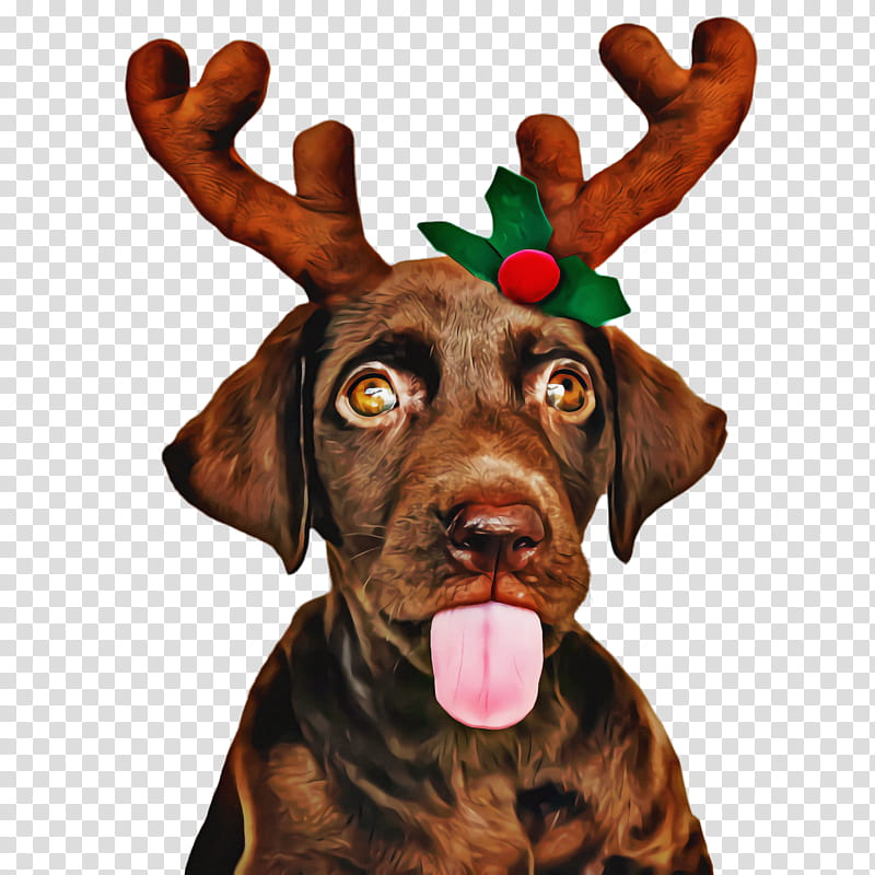Dog And Cat, Cute Dog, Pet, Animal, Puppy, Labrador Retriever, Golden Retriever, Christmas Day transparent background PNG clipart