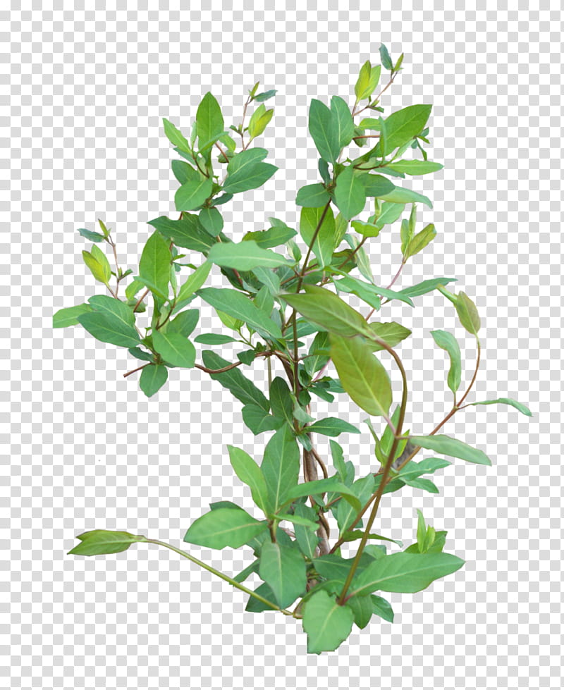 flower plant leaf tree branch, Woody Plant, Plant Stem, Twig, Mock Orange transparent background PNG clipart
