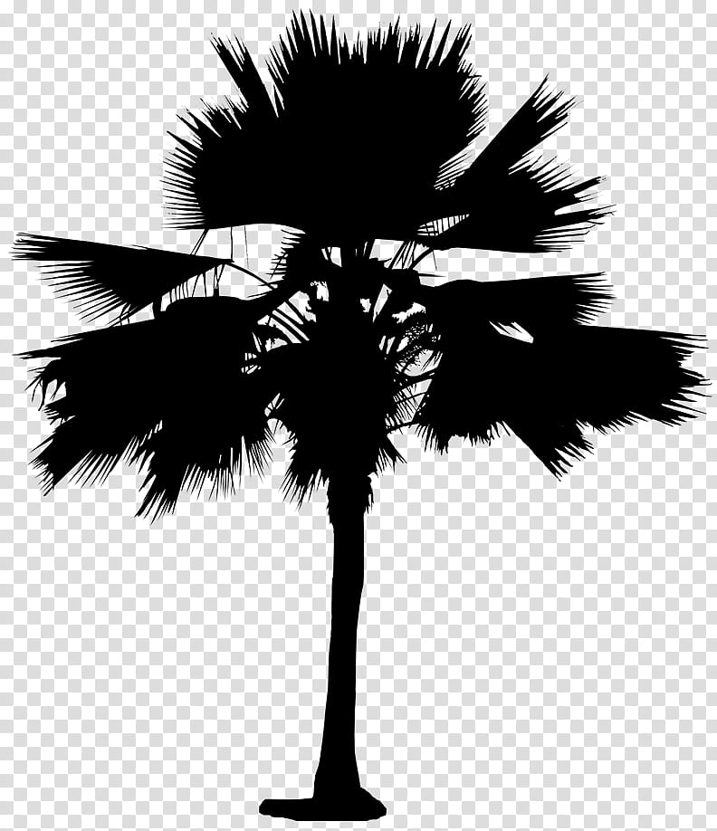Palm Tree Silhouette, Asian Palmyra Palm, Date Palm, Leaf, Palm Trees, Branching, Borassus, Arecales transparent background PNG clipart