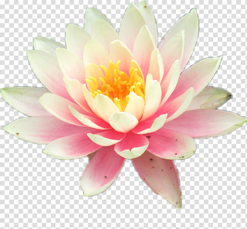 White Lily Flower, Nymphaea Nelumbo, Pond, Plants, Egyptian Lotus, Water Lilies, Yellow Lotus, Candle transparent background PNG clipart
