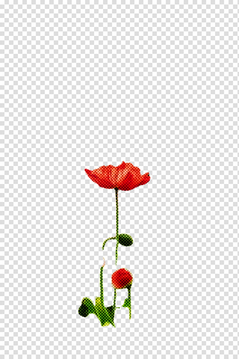 Flowers, Garden Roses, Cut Flowers, Plant Stem, Petal, Plants, Redm, Coquelicot transparent background PNG clipart