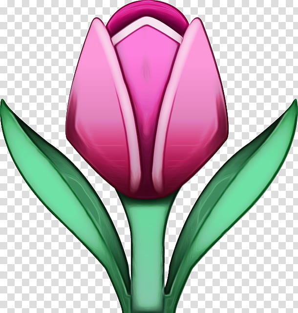 flower tulip tulipa humilis plant petal, Watercolor, Paint, Wet Ink, Flowering Plant, Lily Family transparent background PNG clipart