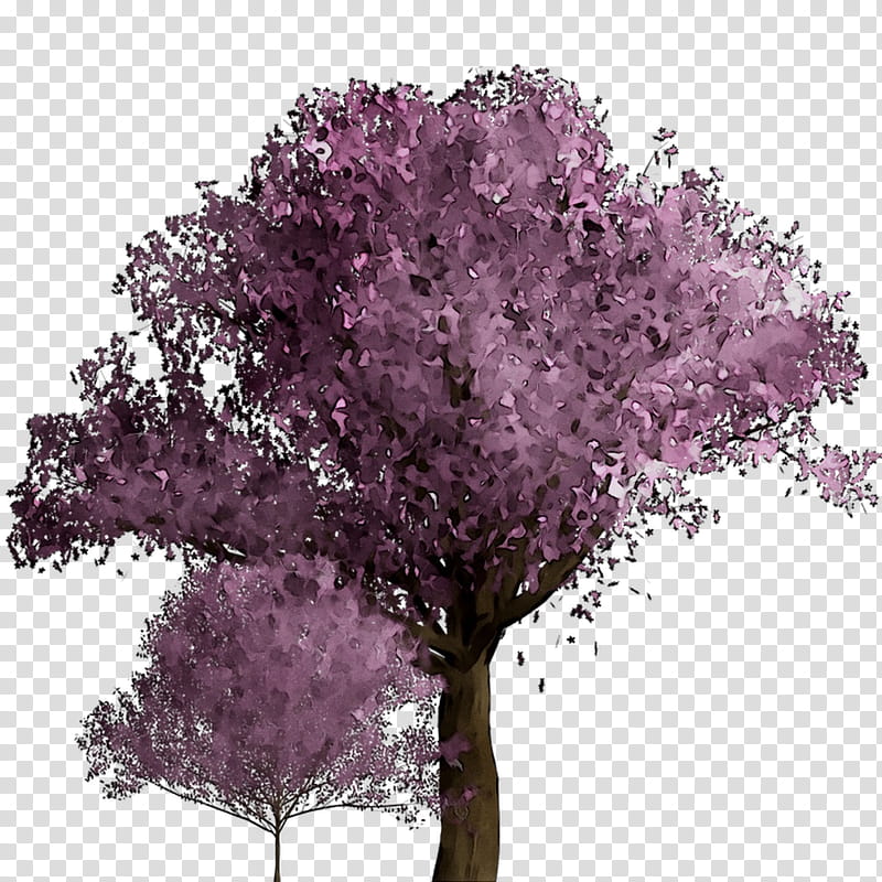 Free Download Cherry Blossom Stau Minvuncnr Ad Purple