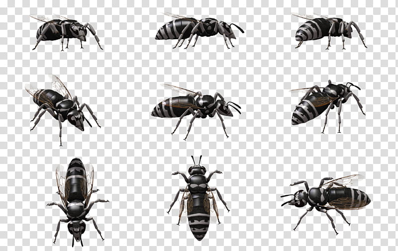 Bald Faced Hornet , black insect transparent background PNG clipart