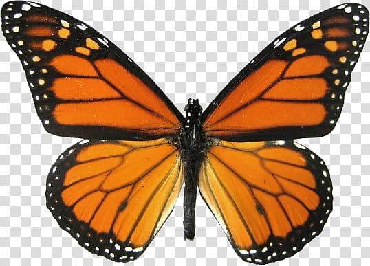 Spring, orange monarch butterfly transparent background PNG clipart