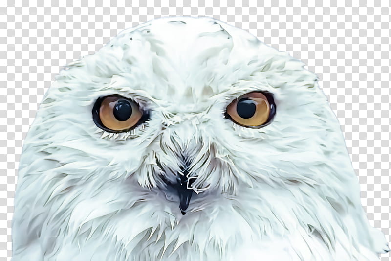 owl snowy owl bird white bird of prey, Beak, Head, Eye, Closeup, Iris transparent background PNG clipart