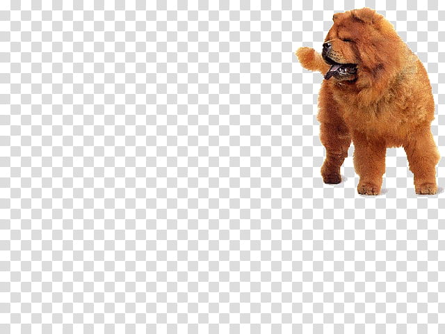 Chow Chow, adult red chow chow transparent background PNG clipart