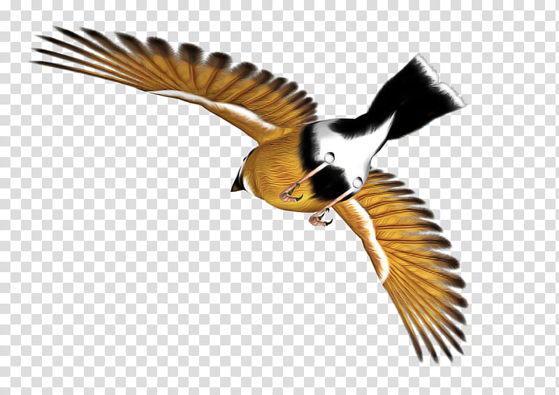 bird beak wing chickadee coraciiformes, Perching Bird transparent background PNG clipart