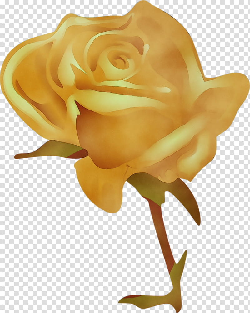 Garden roses, Watercolor, Paint, Wet Ink, Yellow, Flower, Rose Family, Hybrid Tea Rose transparent background PNG clipart