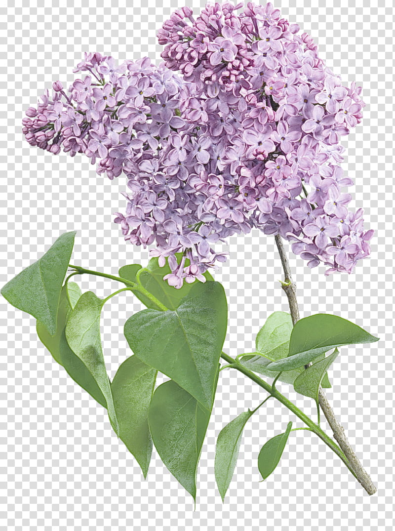 flower flowering plant lilac plant lilac, Purple, Buddleia, Cut Flowers, Hydrangea transparent background PNG clipart