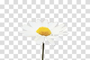 Daisy, Watercolor, Paint, Wet Ink, Flower, Oxeye Daisy, Petal, Chamomile transparent background PNG clipart thumbnail