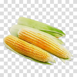 corn kernels corn on the cob sweet corn food corn on the cob, Watercolor, Paint, Wet Ink, Vegetable, Cuisine, Vegetarian Food, Ingredient transparent background PNG clipart thumbnail