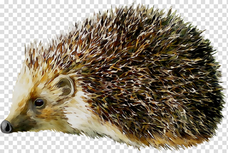 Hedgehog Erinaceidae, Porcupine, Drawing, Domesticated Hedgehog, European Hedgehog, Echidna, New World Porcupine, Monotreme transparent background PNG clipart