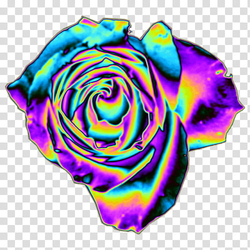 Rainbow Color, Rainbow Rose, Garden Roses, Floribunda, Petal, Blue Rose, Cut Flowers, Moss Rose transparent background PNG clipart