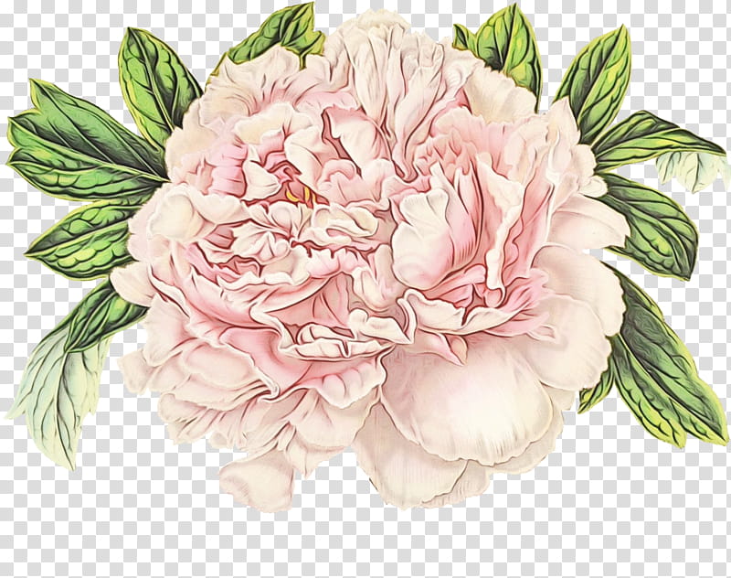 flowering plant flower pink common peony plant, Watercolor, Paint, Wet Ink, Cut Flowers, Petal, Chinese Peony transparent background PNG clipart