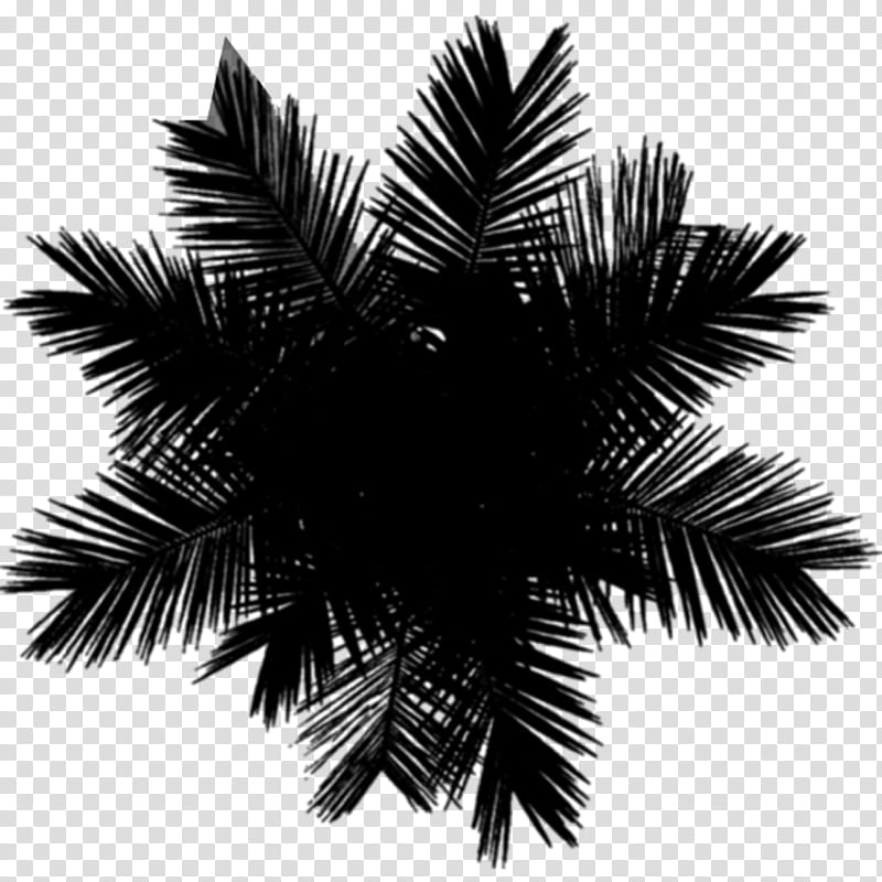 Date Tree Leaf, Asian Palmyra Palm, Black White M, Date Palm, Borassus, Palm Tree, Arecales, Plant transparent background PNG clipart