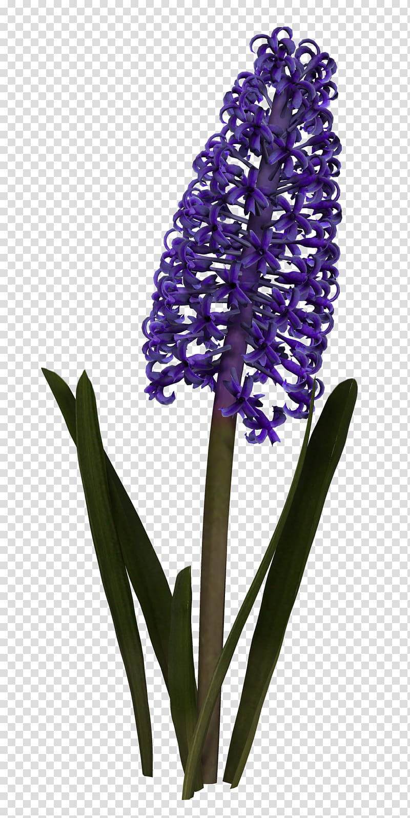 Hyacinth, purple lavender in bloom transparent background PNG clipart